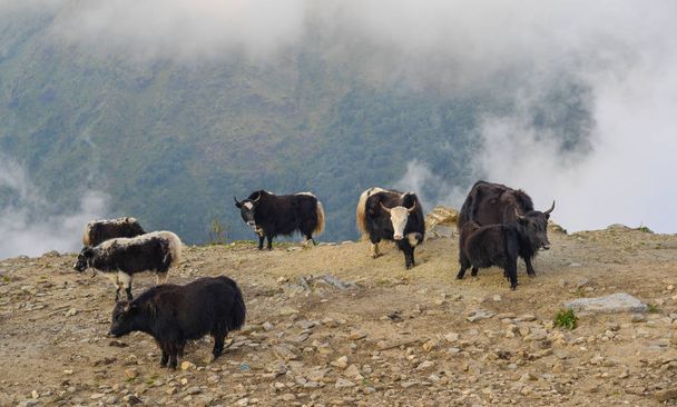 Чёрный як на горе Непала
 - Фото, изображение