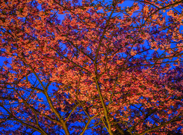 A cseresznyevirág éjszakai színhelye  - Fotó, kép