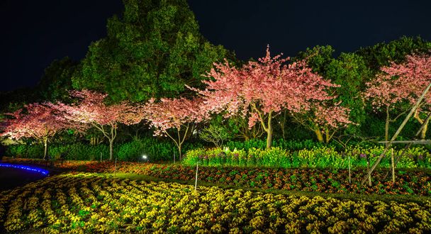 Nocne sceny kwiatu wiśniowego  - Zdjęcie, obraz