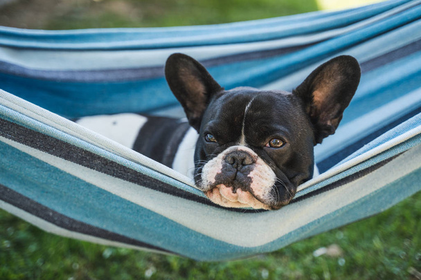 jovem bonito francês bulldog relaxante
 - Foto, Imagem