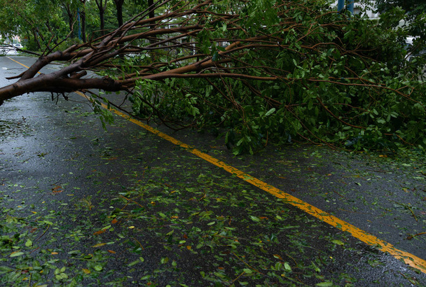 arbre cassé est tombé sur la route après une forte tempête est passée à travers
 - Photo, image