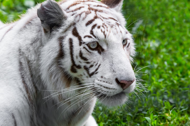 Tigre bianca
 - Foto, immagini