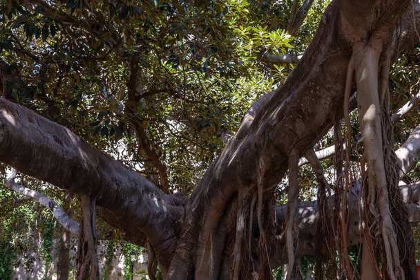 イチジクの木 - 写真・画像