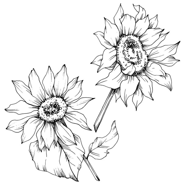 Vector Sunflower floral botanical flowers. Black and white engraved ink art. Isolated sunflower illustration element. - Vector, Image