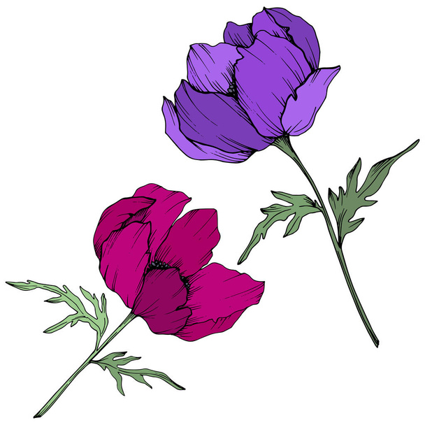 Vector Anemone kwiatowy kwiatów botanicznych. Czarno-biała grawerowana sztuka atramentu. Izolowany Anemon element ilustracji. - Wektor, obraz