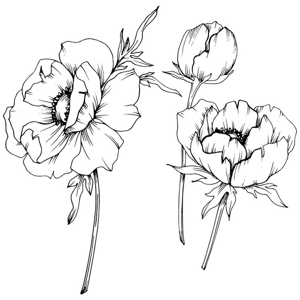 Vektör Anemone çiçek botanik çiçekler. Siyah ve beyaz oyulmuş mürekkep sanatı. İzole anemon illüstrasyon elemanı. - Vektör, Görsel
