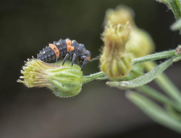 tiny wild ladybug larvae  - Photo, Image
