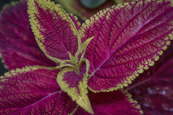 closeup with coleus leafs. - Photo, Image
