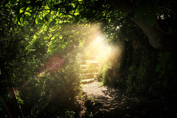 Road and stone stairs in magical and mysterious dark forest with mystical sun light. Fairy tale concept - Photo, image