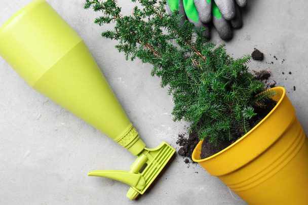 Composition avec gants pour le jardinage, pulvérisateur et plante sur fond clair
 - Photo, image