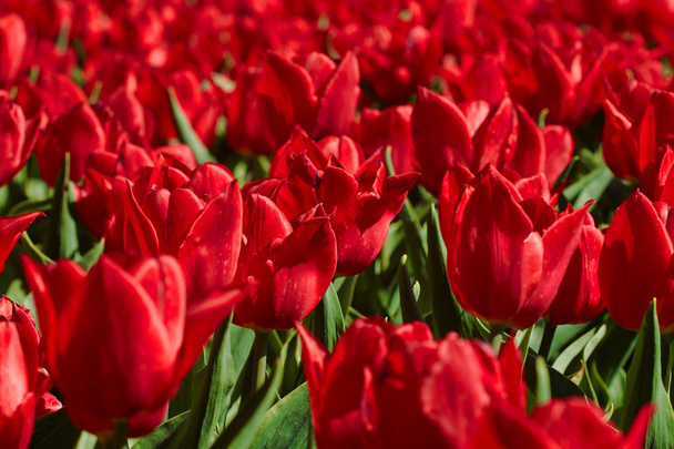 Red tulips flowerbed in the park. Bright spring background. - Foto, afbeelding
