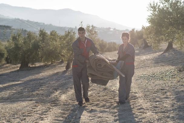 workers collecting olive oil in jaen, Spain. Black olives harvest - Photo, image