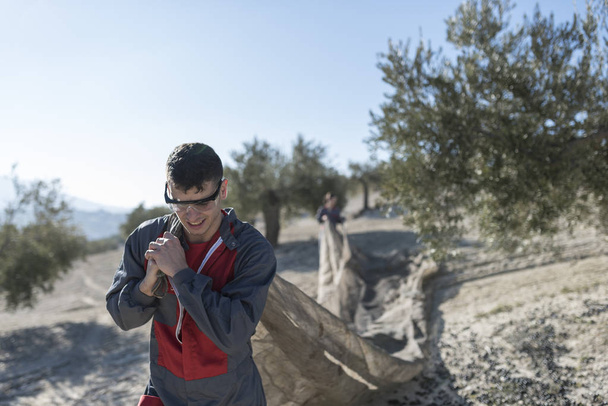 workers collecting olive oil in jaen, Spain. Black olives harvest - Фото, изображение