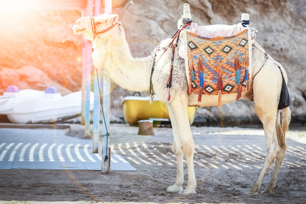 Beautiful camel on nature near the sea egypt background - Φωτογραφία, εικόνα