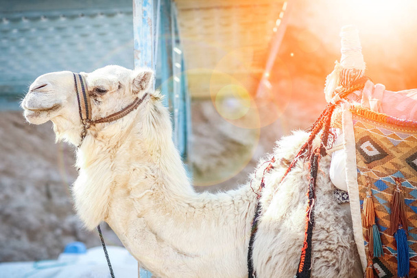 Beautiful camel on nature near the sea egypt background - Foto, imagen