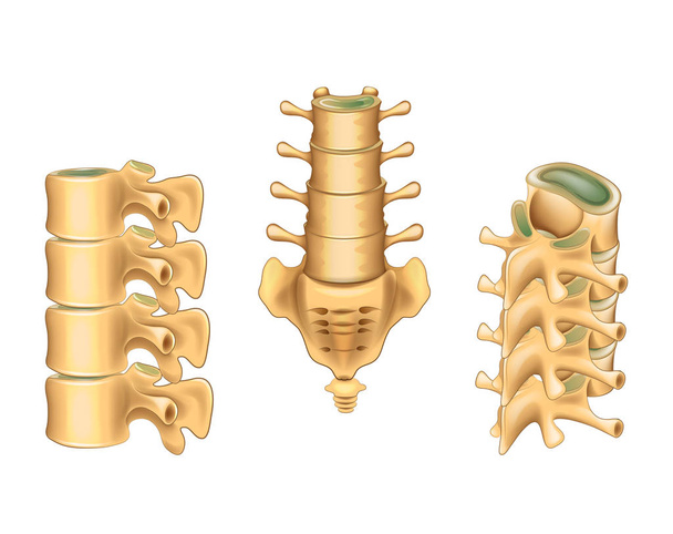 lumbar vertebrae and sacrum - Vector, Image