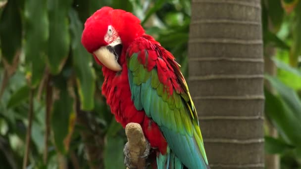 Red Parrot zittend op de tak op Jungle Island, Miami, Florida, Verenigde Staten - Video