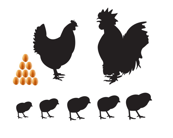 Баннамські курячі яйця
 - Вектор, зображення