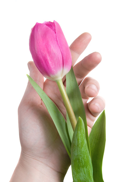 Hand and pink tulip isolated on white - Fotografie, Obrázek