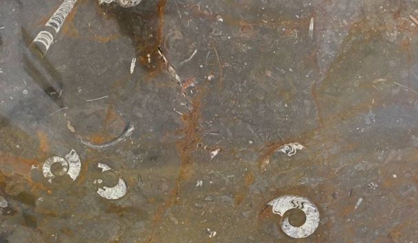 Maroccan marble, known for containing a large number of petrified prehistoric fossil animals and mollusks - Photo, Image