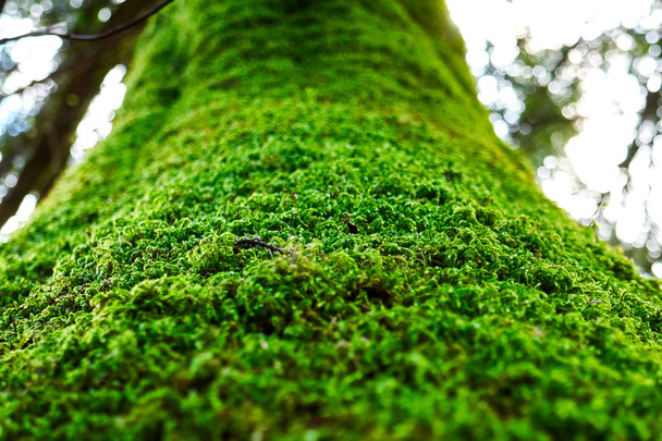 Moss egy fa törzs közelről, nézz fel a moha fa - Fotó, kép