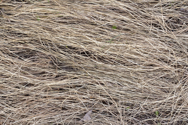 dry grass background texture, hay, old, last year, haymaking, poster, postcard - Фото, зображення
