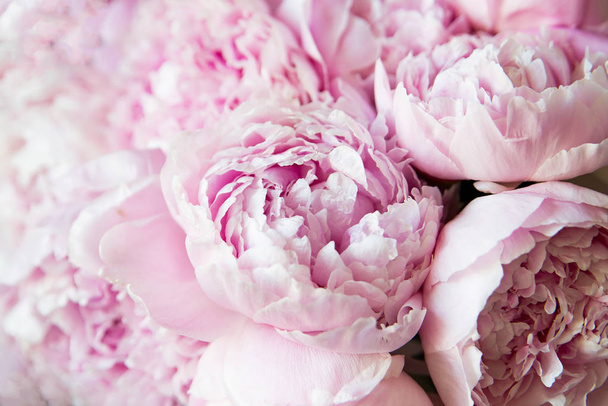 White and pink peonies. Background, wallpaper - Photo, Image