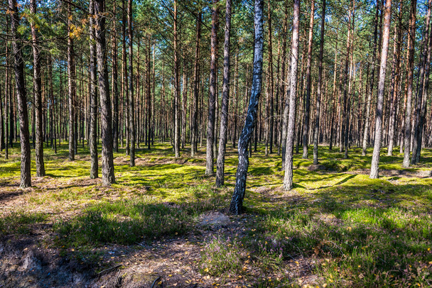 Foresta in Polonia
 - Foto, immagini