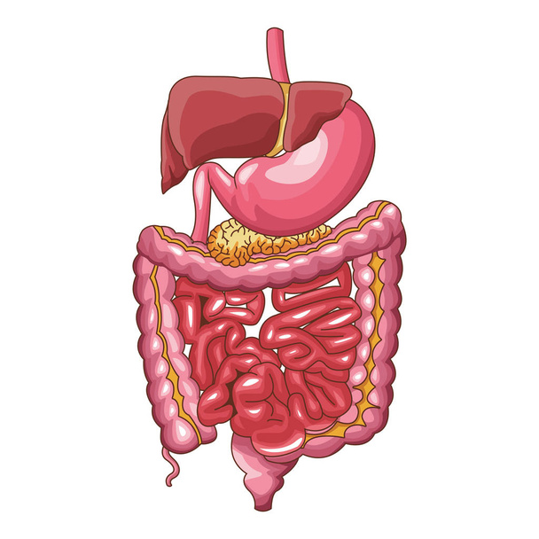 sistema digestivo humano - Vector, Imagen