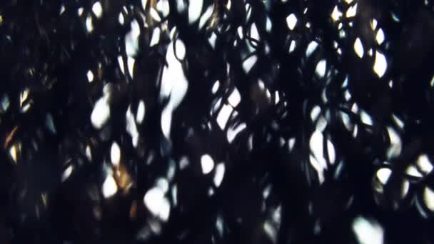 Korkunç uzaylı ormanı. Karanlık gizemli yanmış orman manzara - Video, Çekim
