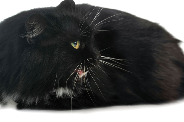 Black cat - Φωτογραφία, εικόνα
