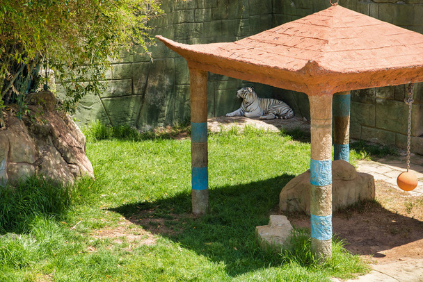 LANZAROTE, CANARY ISLANDS, SPAIN - APRIL 15, 2019: Rancho Texas Lanzarote Park, the only zoo with pools. The area known as Corral del Aqua. White tiger at the zoo - Photo, Image