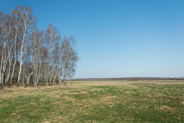 Big meadow and birch forest, horizon and sky - Fotografie, Obrázek