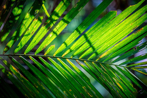 Велике листя зеленого дерева з сонячним світлом
 - Фото, зображення