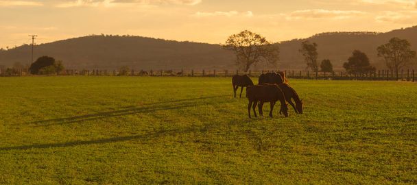Horse in a countryside - Фото, зображення