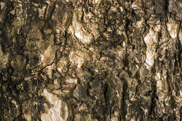 close up texture of tree bark cracked down grooves to be used to further create your work. Selective focus - Photo, Image