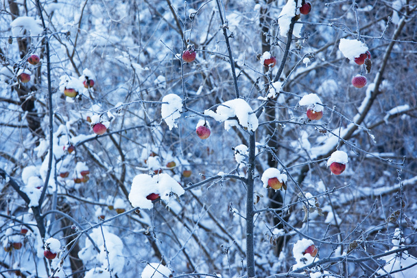 Pommes sur arbre et première neige
 - Photo, image