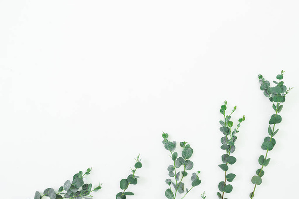 Floral composition with eucalyptus branches on white background. Flat lay, top view - Photo, image