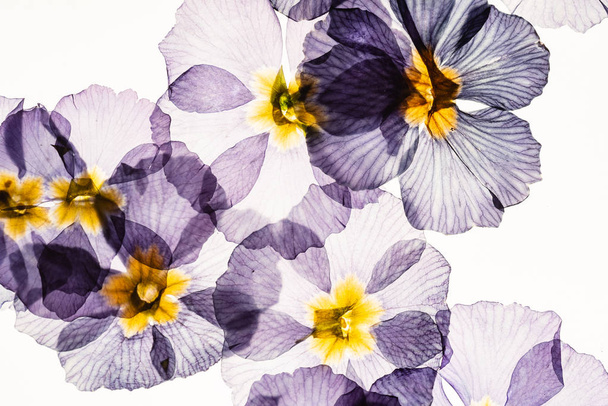 dry primrose flowers, close up - Zdjęcie, obraz