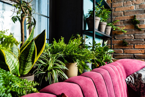 stylish interior filled a lot of plants. Space of nature lover - Valokuva, kuva