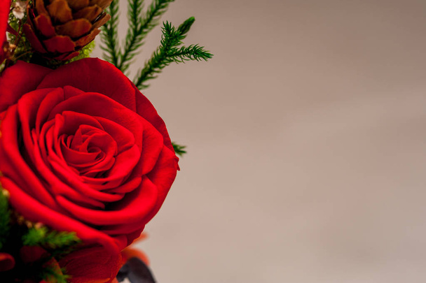 Close up of red roses with a cone - Photo, image