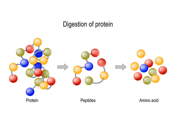 タンパク質の消化。酵素(プロテアーゼとペプチダーゼ)、ペプチド - ベクター画像