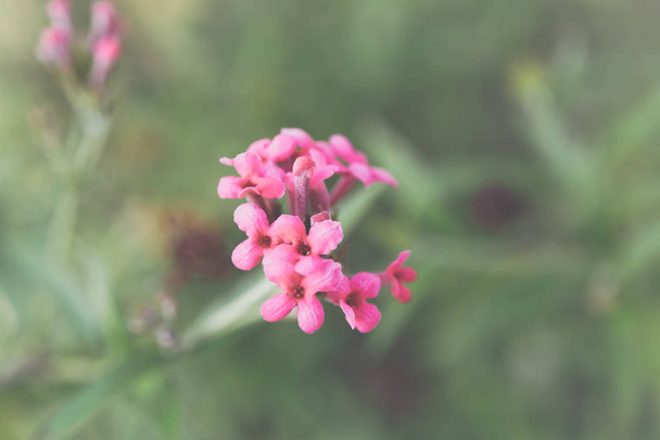 Flor (Ixora Flower) de color rosa en el jardín
 - Foto, imagen