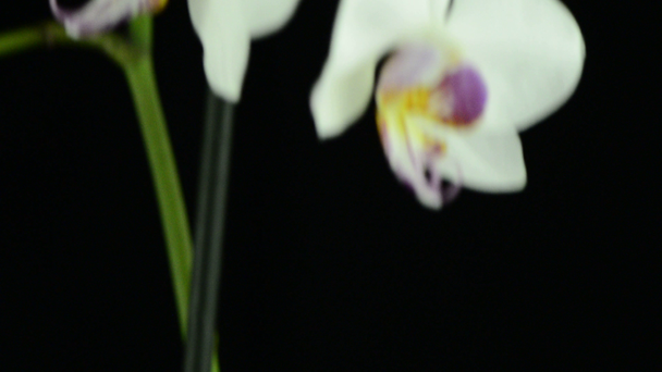 weiße Orchidee - Filmmaterial, Video