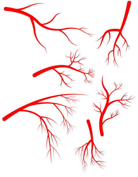 conjunto de arterias humanas. ramas rojas
 - Vector, imagen