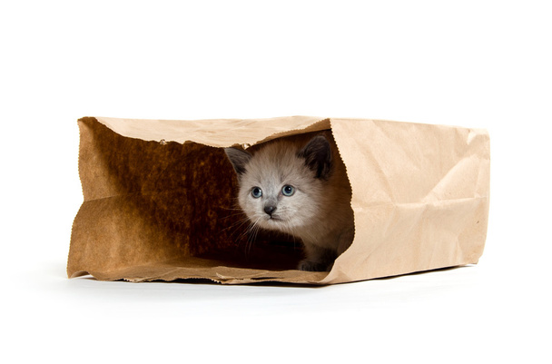 Cute kitten in a bag - Foto, afbeelding