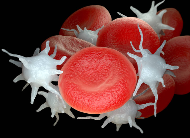 Glóbulos rojos y plaquetas o trombocitos activados
 - Foto, Imagen