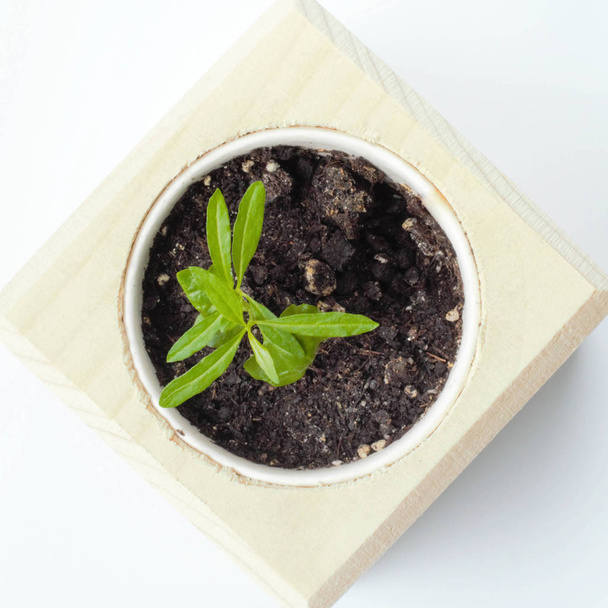 Eco concept: groene boom groeit in een kubus van hout op een witte BAC - Foto, afbeelding