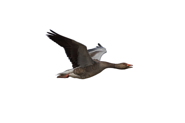 Wild Greylag Goose - Photo, Image