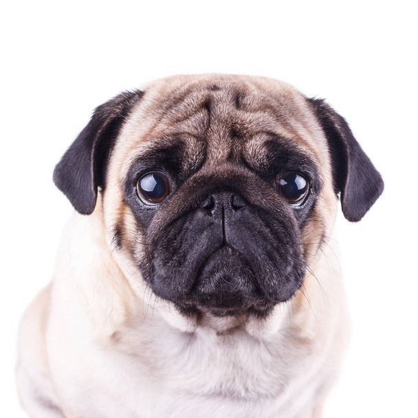 Portrét pugného psa s velkými smutnýma očima. Izolované - Fotografie, Obrázek